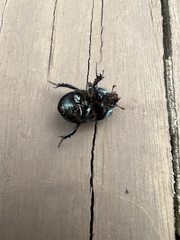 Geotrupes blackburnii