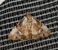 Alophosoma emmelopis