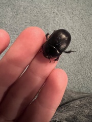 Geotrupes blackburnii