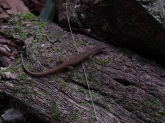 Saproscincus spectabilis