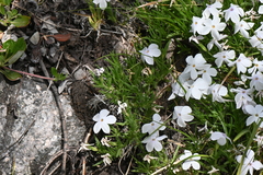 Phlox multiflora