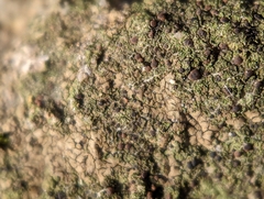 Acarospora fuscata