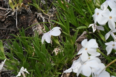 Phlox multiflora