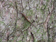 Saproscincus spectabilis