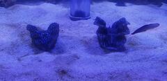 Tridacninae