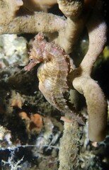 Hippocampus whitei
