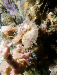 Hippocampus whitei