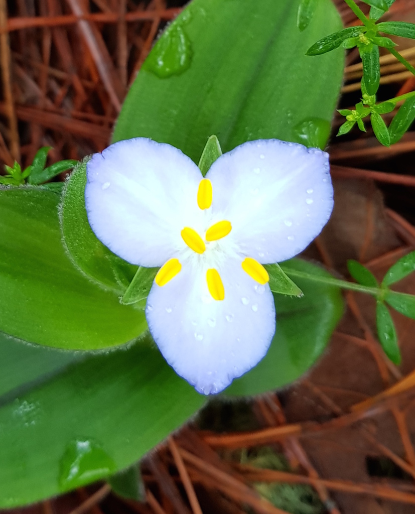 Matudanthus