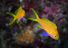 Pseudanthias pleurotaenia