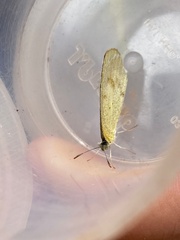 Eurema elathea
