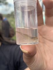 Decapoda