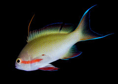 Pseudanthias huchtii