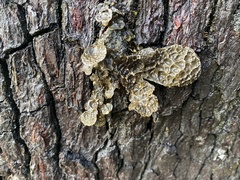 Lobaria