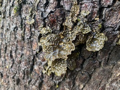 Lobaria