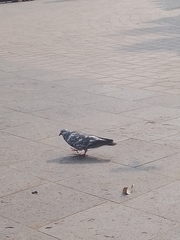 Columba livia