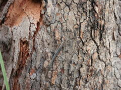 Cryptoblepharus pulcher