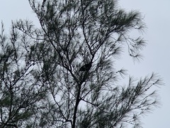 Gracula religiosa