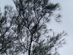 Gracula religiosa