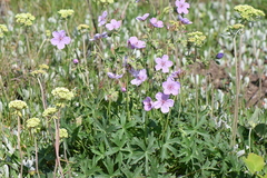 Geranium viscosissimum