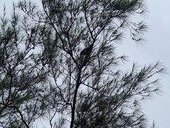 Gracula religiosa