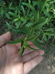 Baccharis punctulata