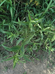 Baccharis punctulata