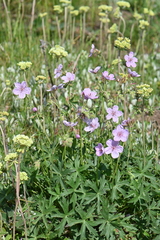 Geranium viscosissimum