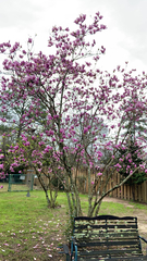Magnolia × soulangeana