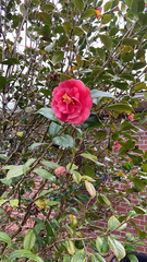 Camellia japonica