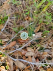 Syngonanthus flavidulus