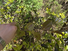 Smilax china