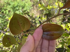 Smilax china