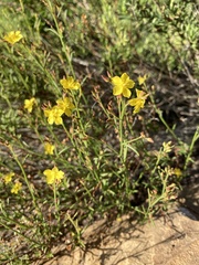 Crocanthemum scoparium