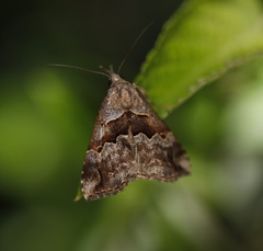 Hypena gonospilalis