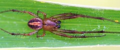 Neoscona theisi