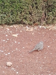Columbina inca