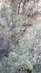 Quercus cornelius-mulleri