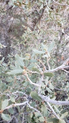 Quercus cornelius-mulleri