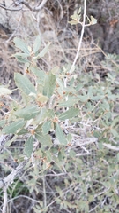 Quercus cornelius-mulleri