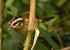 Basileuterus tristriatus