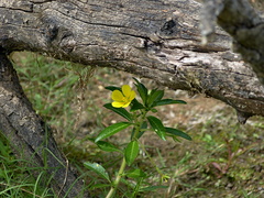 Ludwigia peploides montevidensis