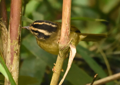 Basileuterus tristriatus