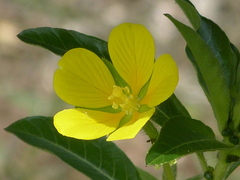 Ludwigia peploides montevidensis