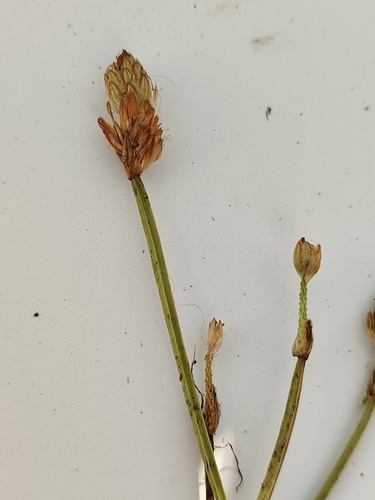 Eleocharis tetraquetra iNat (2)