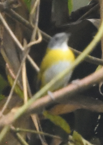 Ashy-throated Chlorospingus (Chlorospingus canigularis), photo 9