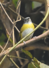 Chlorospingus canigularis