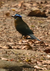 Momotus aequatorialis