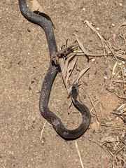 Cacophis squamulosus
