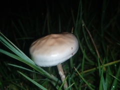 Protostropharia semiglobata