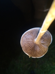 Protostropharia semiglobata